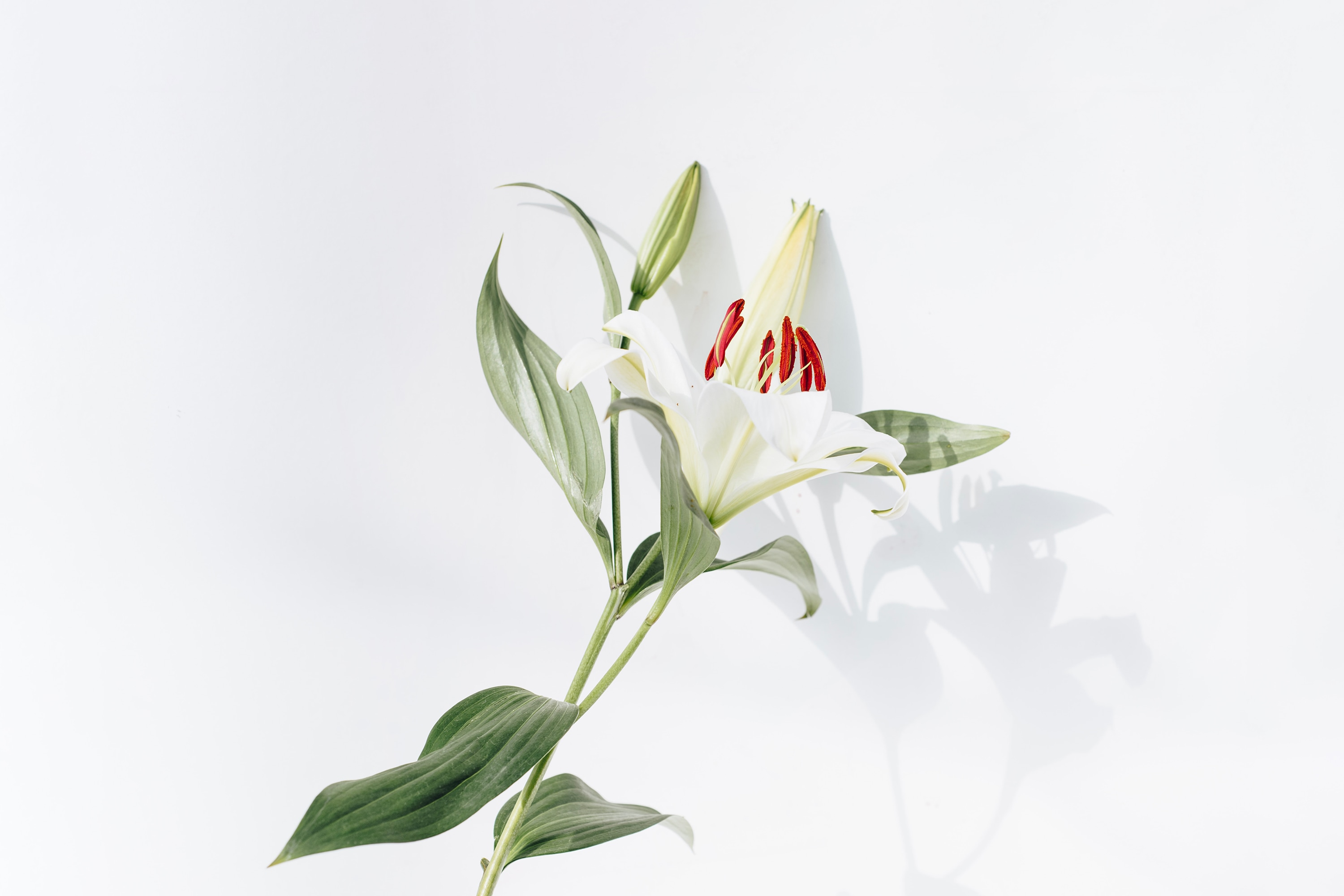 White Lily Flower